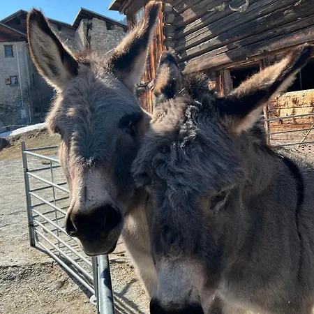 Piz Tambo Отель