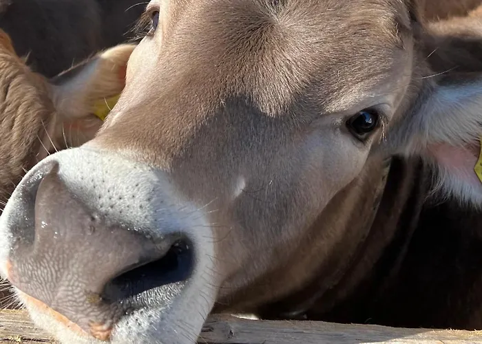 Отель Piz Tambo 3*