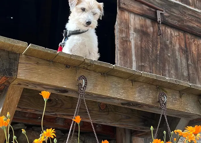 Hotel Piz Tambo Splügen